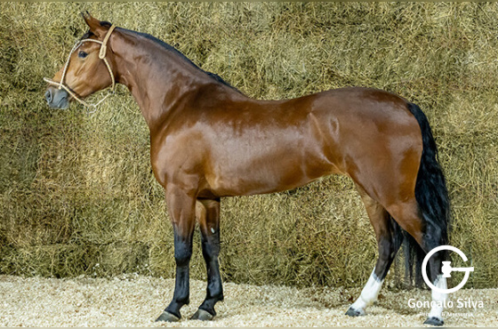 HIJUELA DE LAS BUENAS