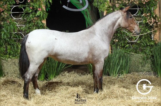 AS MALKE OLINDA II