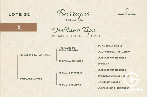 ORELHANA TAPE