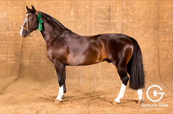 MILIONARIO DA VENDRAMIN