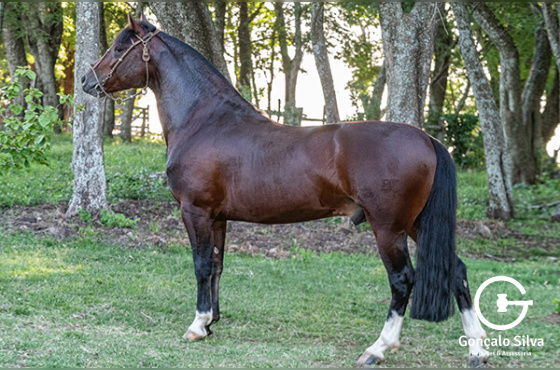 REDOBLADO LA COMPOSTELLA-TE