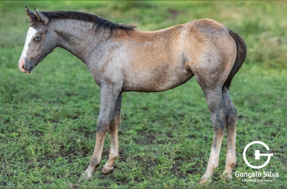 VERTICAL PEPPY SMART GUN OU QUEEN KETIE GUN 