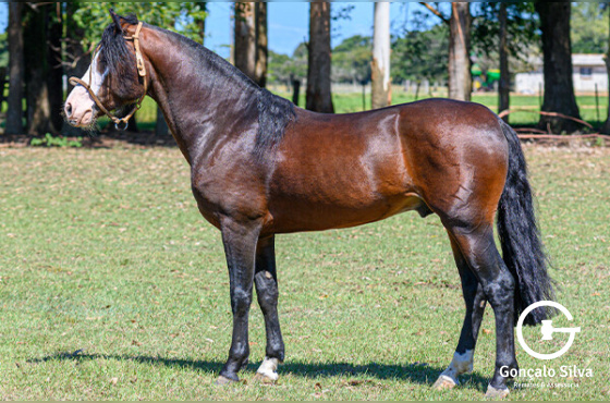 RUBI DA BELA ESPERANÇA