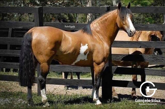 COBERTURA INDIO DO BOEIRO