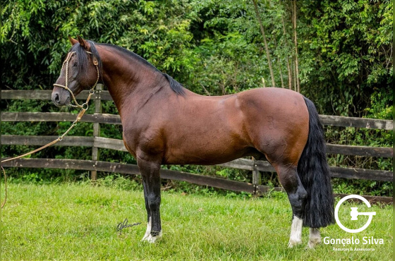 ELEITO DO MANO A MANO