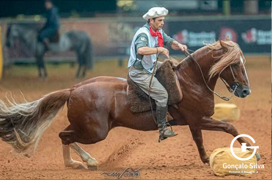 FEITICEIRO DOS CASTANHEIROS
