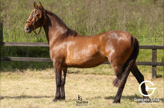 ZAMARREADA II CHARRUA