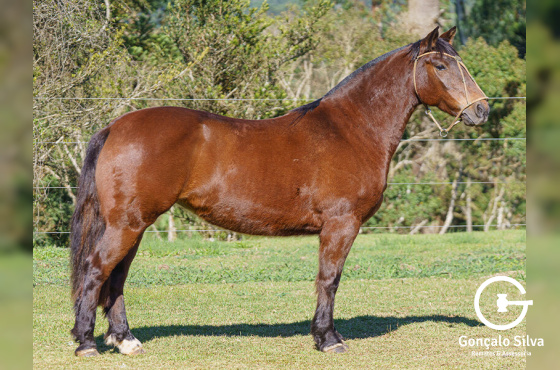 SANTO GRAAL FEITICEIRA