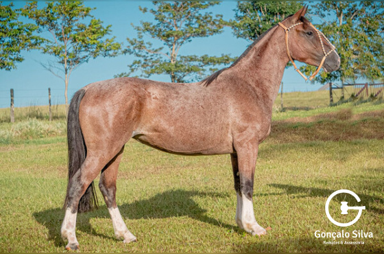 SICILIANA DA SANTA MARIA DO ITU