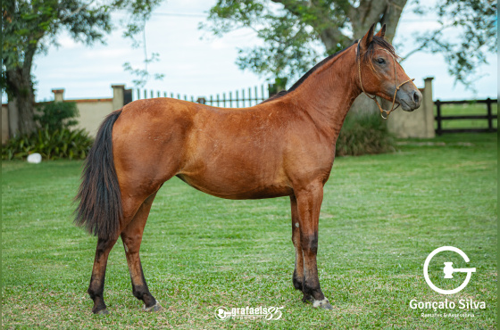 TIMBAUVA DE SANTO ANICETO