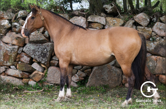 TEORIA DO VEIO D'ÁGUA