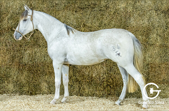 CHOPP DA BOTUVERÁ SR
