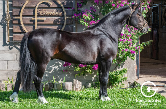 BLINDADO DA ESTERLINA