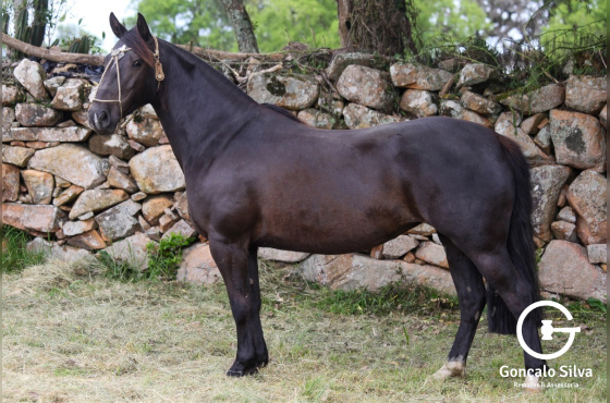 SALAMANCA DO VEIO D'ÁGUA