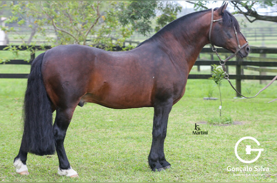 PEÑAROL DA BOA VISTA OU PAMPEANO DO RECANTO CRIOULO