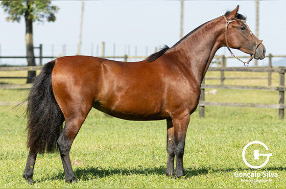 JANA DE SANTA LARISSA 