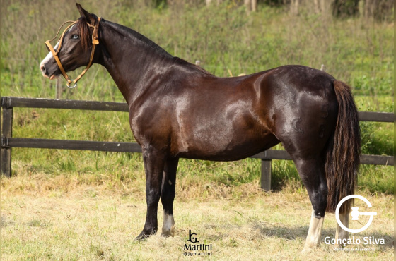 LAS CALLANAS UNIVERSIDADE