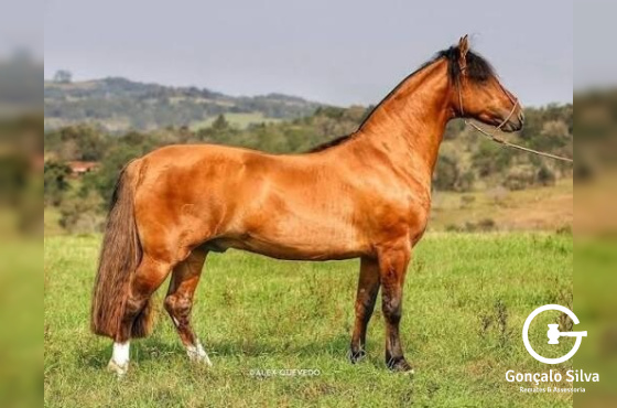 SARGENTO DA TAIMÃ