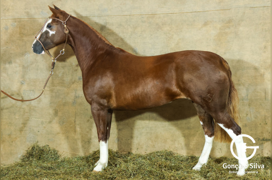 MONTE PAMPERO LUA CHEIA