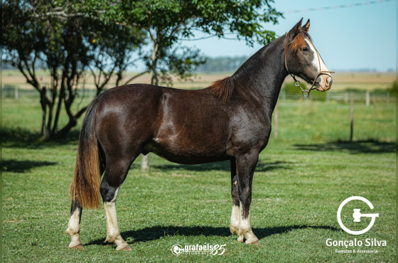 TALENTO DE SANTO ANICETO