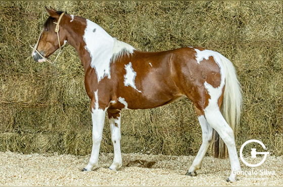 CIGANA DE SÃO MARCELO