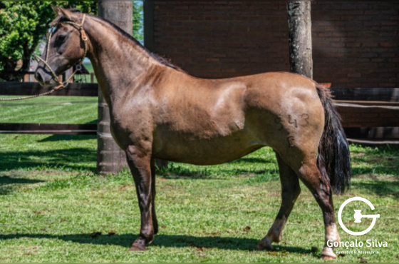 RAMONA DA CHARQUEADA 