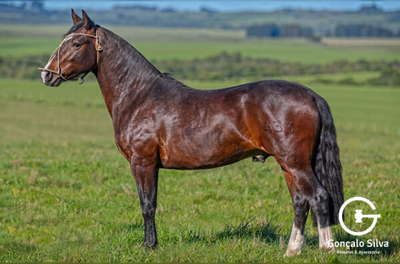 HERCULANO DE QUARACI