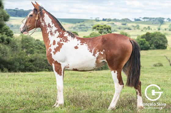 VEDETE DA CASA VELHA