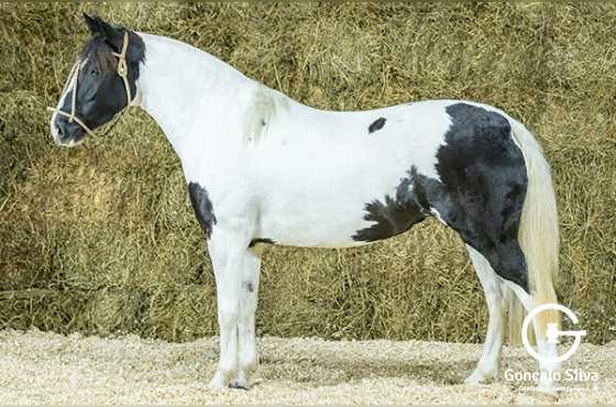 BENDITA DA BOTUVERÁ SR