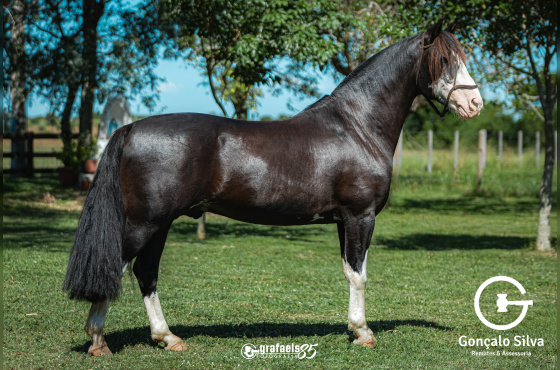 PAMPEIRO DE SANTO ANICETO - COBERTURAS