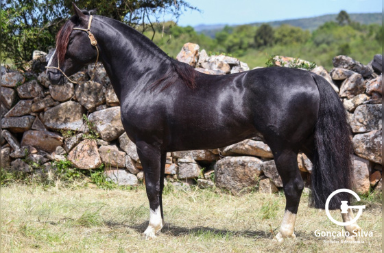 SATANÁS DO VEIO D'ÁGUA