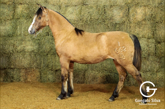 RE VIOLETA-TE (VENDA VERTICAL)