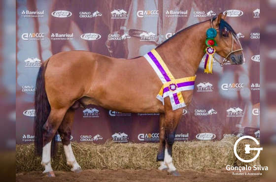 UM BUENO DO PASSO DA LAGE 