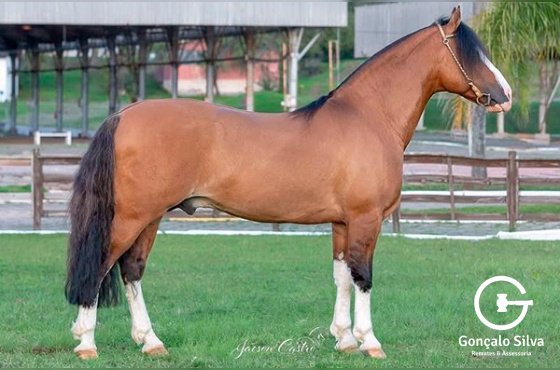 MARCONI PONCHO PAMPA