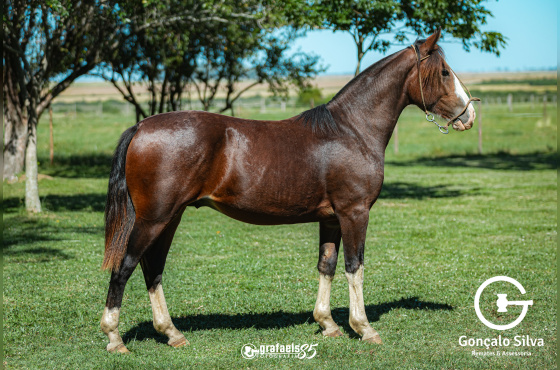 TACAÑO DE SANTO ANICETO