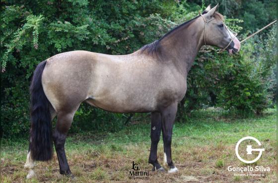 KARIRA DO RIBEIRAO BONITO