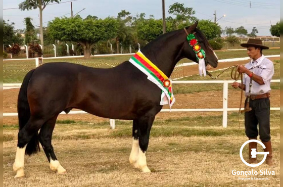 OUTRO NAIPE DA RECONQUISTA - TE 