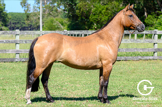 COXILHA DO PASSO FUNDO