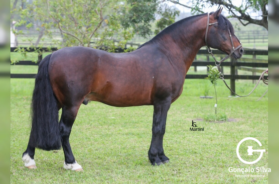 PEÑAROL DA BOA VISTA 