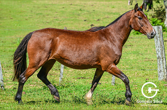 LUZ EXTREMA DA QUINTA 