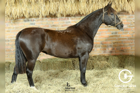 DÁLIA NEGRA MAPOCHO