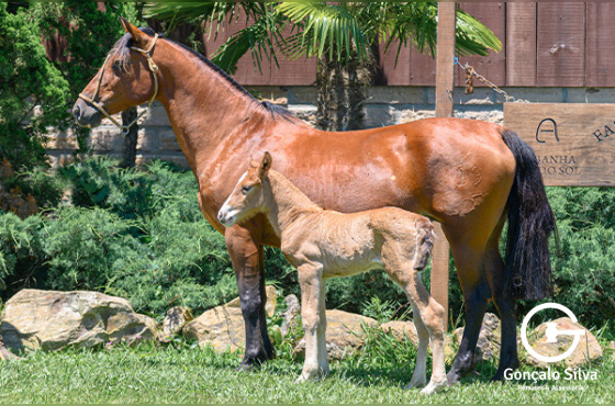 CABORTERA DO JARUNÃ