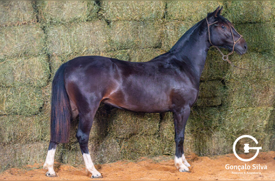 JAMAICA 475 DA MACENA