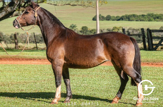 GUARITA ÚLTIMA