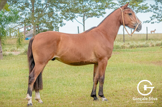 CAPÃO DA DIVISA NAMORADOR 