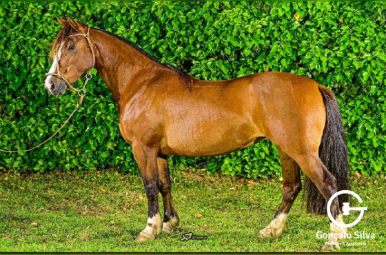 BT FILOSOFIA DO JUNCO