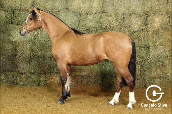 RE UNA CHINA LOCA (VENDA VERTICAL)