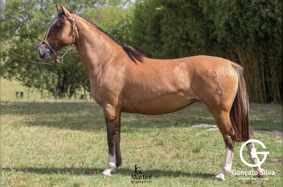 BONECA II DO ACEGUÁ