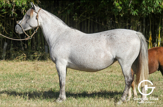 PAELLA DA RECONQUISTA 