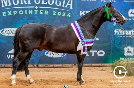 cobertura Berro grosso ou As de espadas Mapocho  